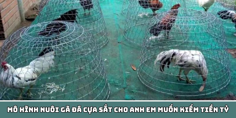 Mô hình nuôi gà đá cựa sắt cho anh em muốn kiếm tiền tỷ